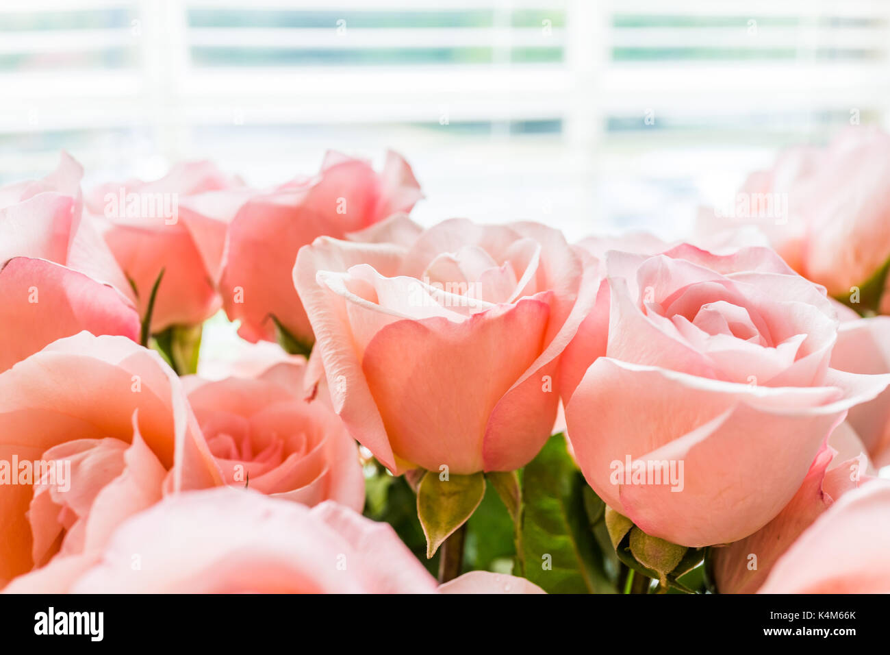 Blumenstrauß aus Licht hell rosa Rosen Makro Nahaufnahme mit Rollläden an Fenster- und Sonnenlicht Stockfoto