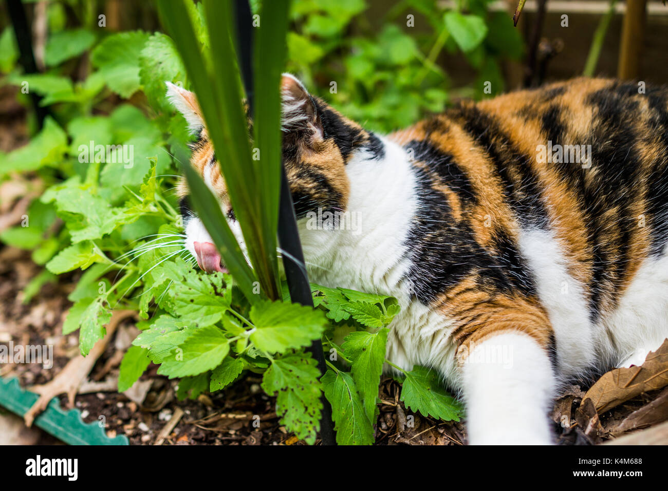 Katze katzenminze bett Fotos und Bildmaterial in hoher Auflösung Alamy