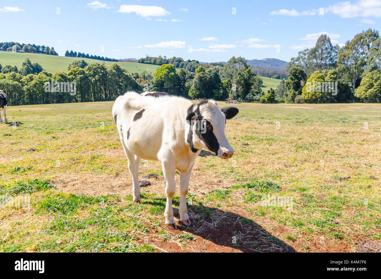 Vieh auf ländliche Anwesen in Wildes Wiese New South Wales Australien Stockfoto