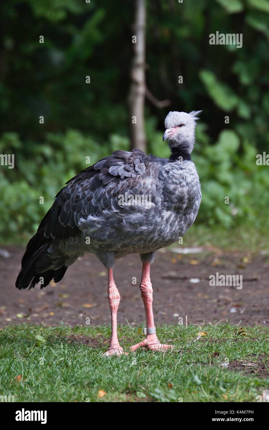 Südliche Screamer, Chauna Torquata Stockfoto