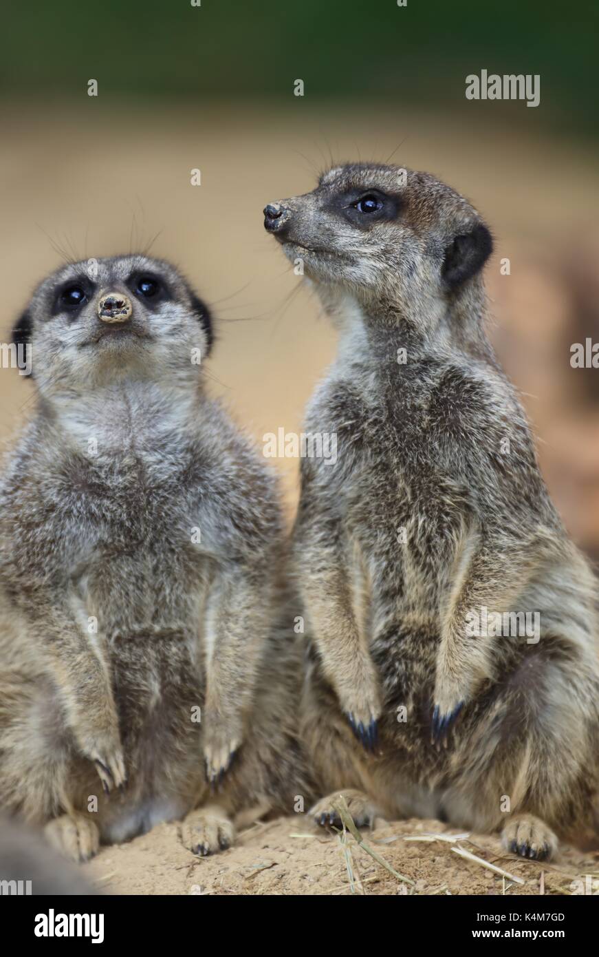 Konzept Wachsamkeit beobachten Sie Wildtiere Zootiere Gemeinschaft, kopieren Raum Erdmännchen (Suricata suricatta), Captive Stockfoto
