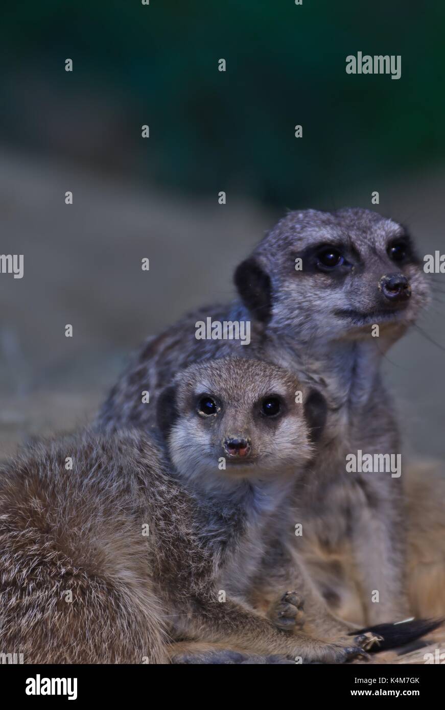 Konzept Wachsamkeit beobachten Sie Wildtiere Zootiere Gemeinschaft, kopieren Raum Erdmännchen (Suricata suricatta), Captive Stockfoto