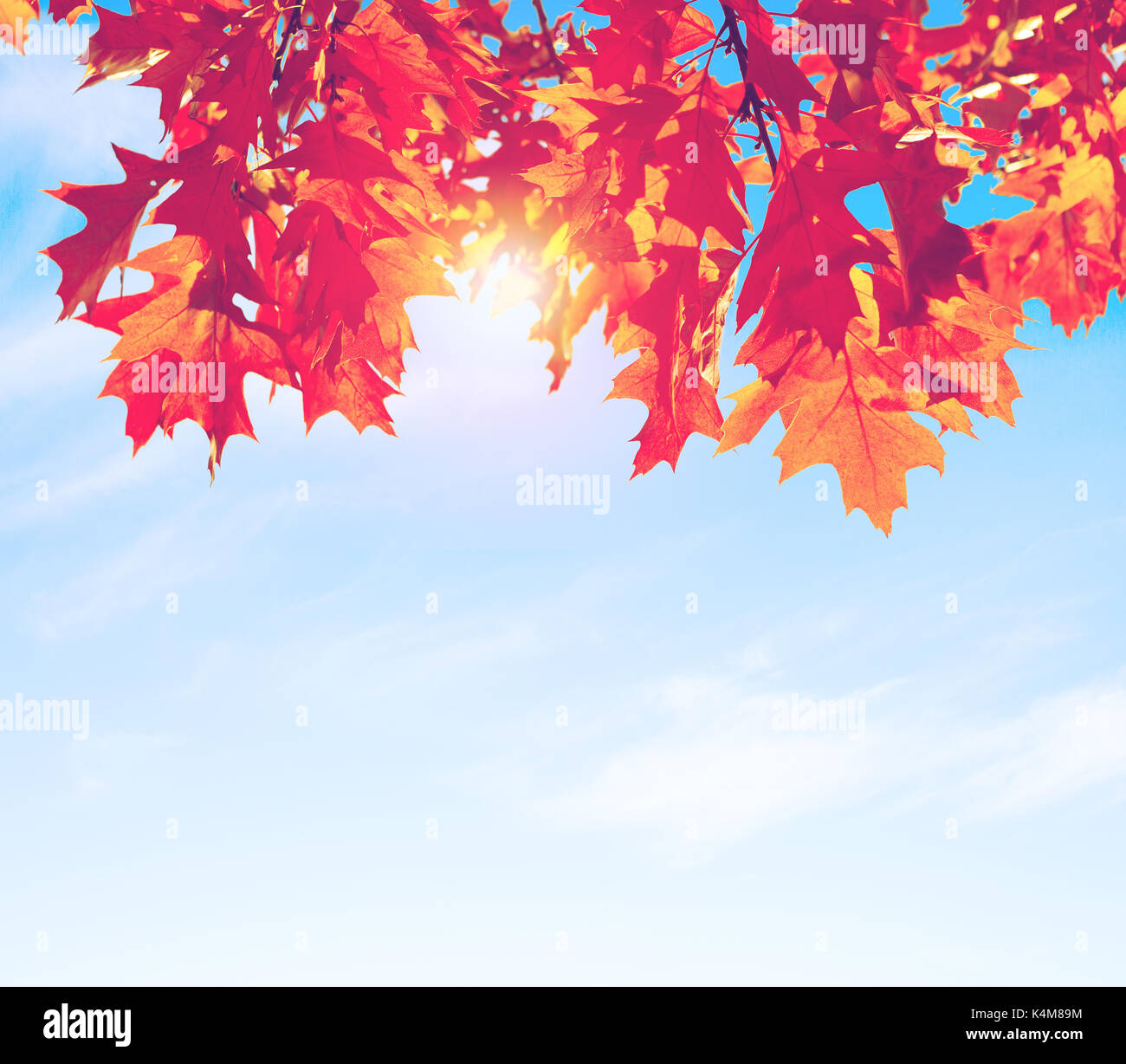 Bunte Blätter im Herbst gegen den blauen Himmel. Getonten Bild Stockfoto