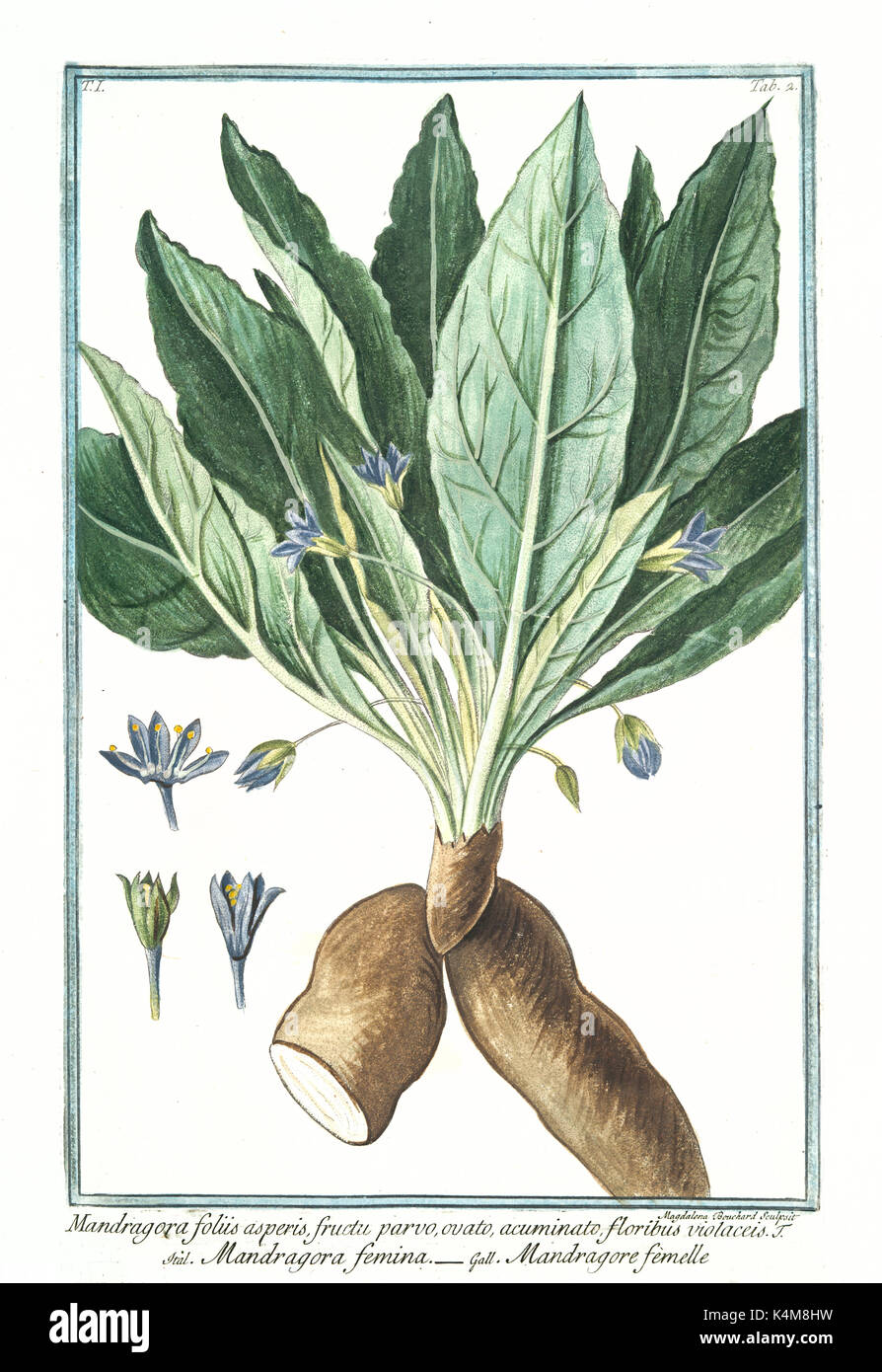 Alte Abbildung: Mandragora foliis asperis. Durch G. Bonelli auf Hortus Romanus, Publ. N. Martelli, Rom, 1772-93 Stockfoto