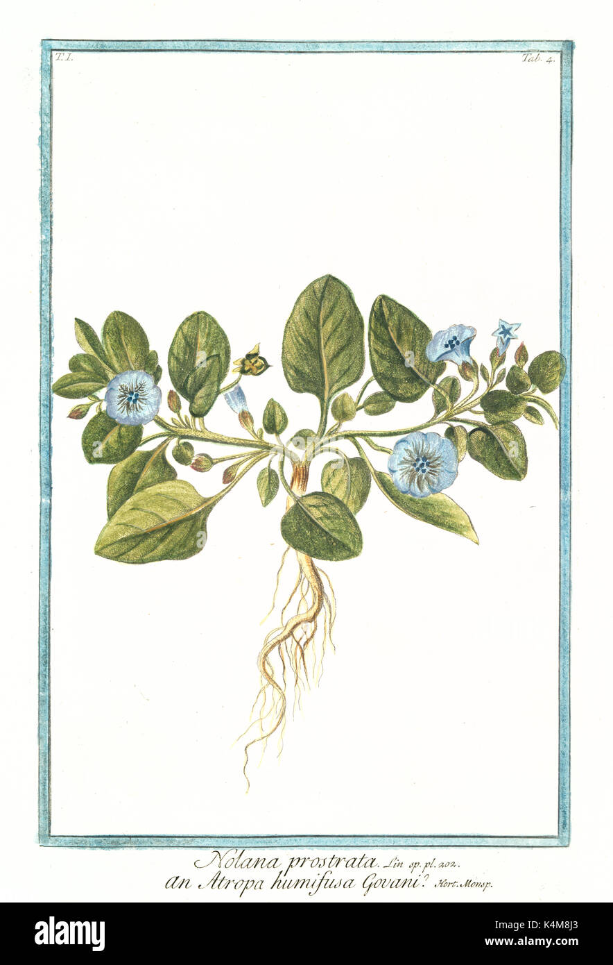 Alte Abbildung: Nolana prostrata. Durch G. Bonelli auf Hortus Romanus, Publ. N. Martelli, Rom, 1772-93 Stockfoto