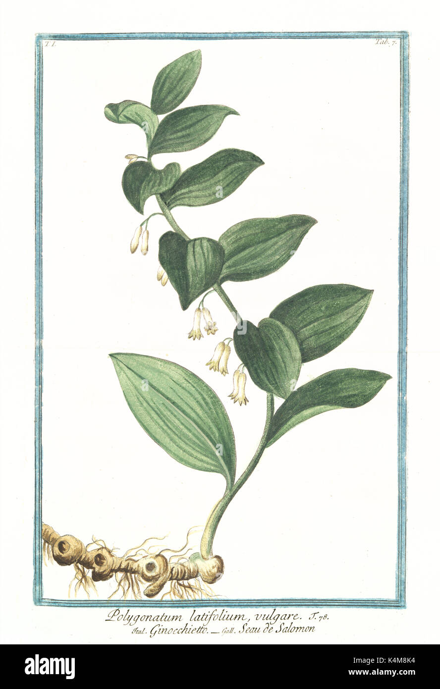 Alte Abbildung: Bell latifolium vulgare. Durch G. Bonelli auf Hortus Romanus, Publ. N. Martelli, Rom, 1772-93 Stockfoto