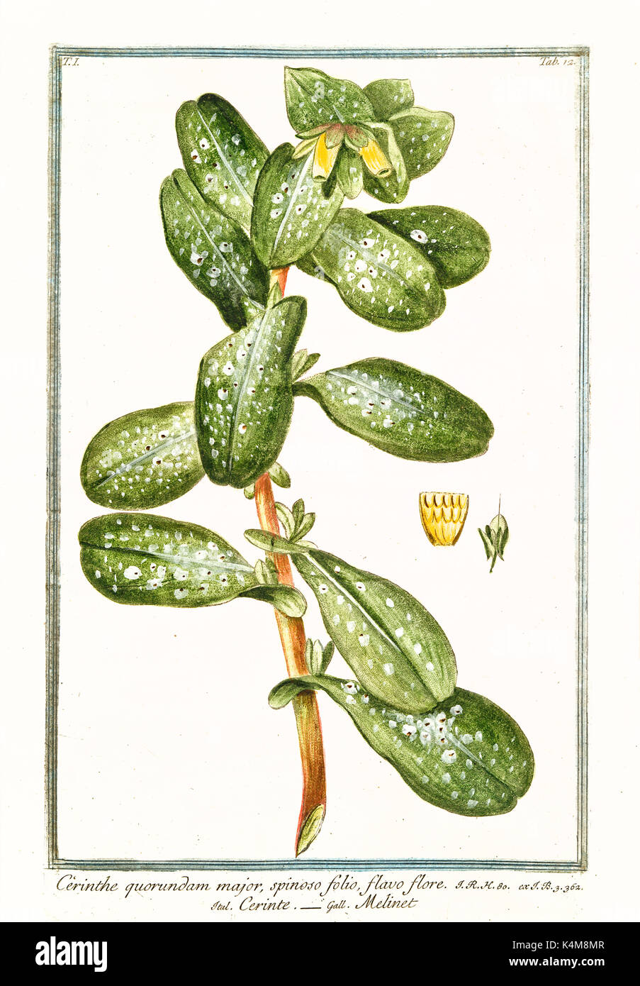 Alte Abbildung: quorundam Cerinthe Major. Durch G. Bonelli auf Hortus Romanus, Publ. N. Martelli, Rom, 1772-93 Stockfoto