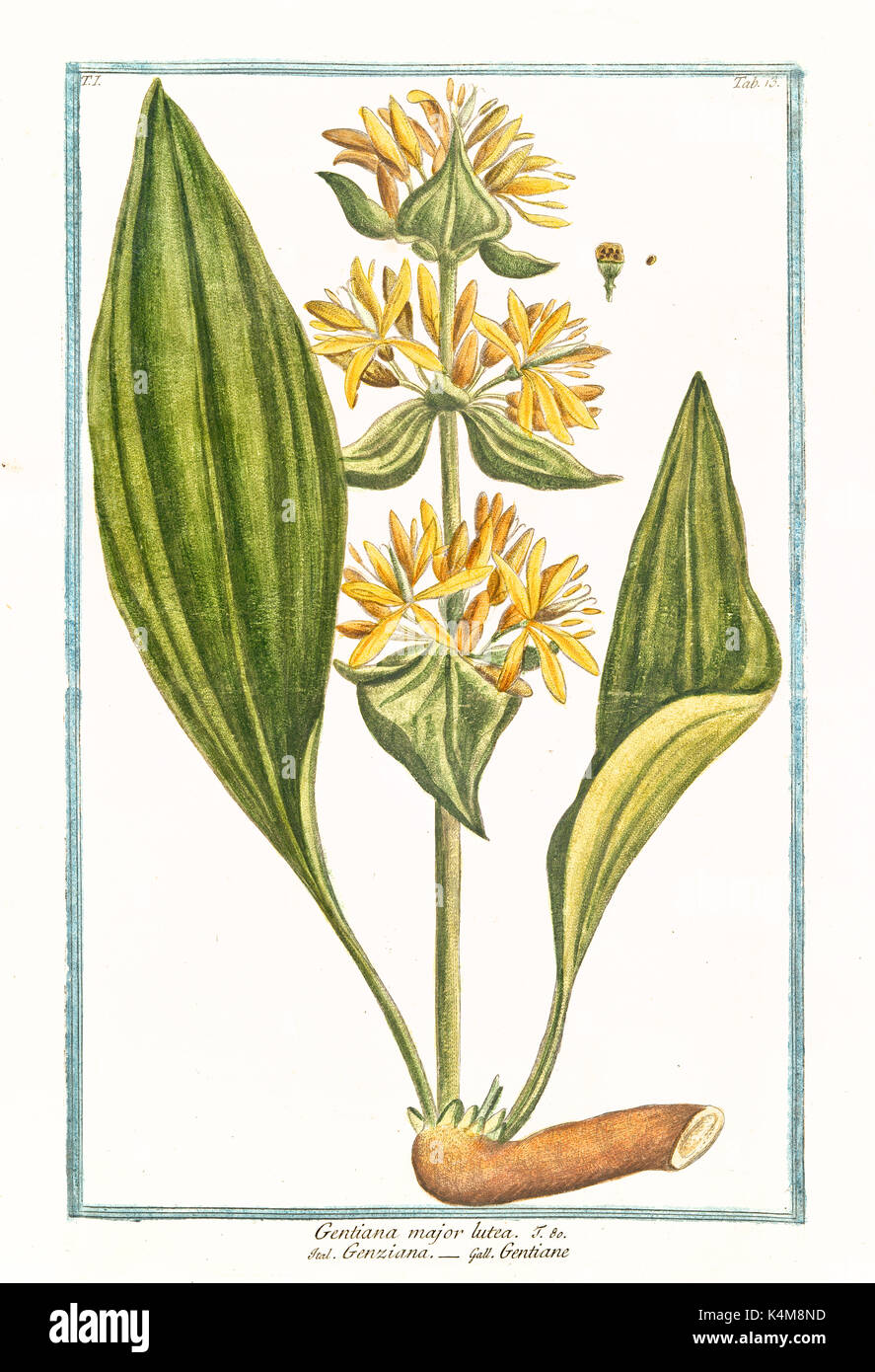 Alte Abbildung: Gentiana lutea Major. Durch G. Bonelli auf Hortus Romanus, Publ. N. Martelli, Rom, 1772-93 Stockfoto