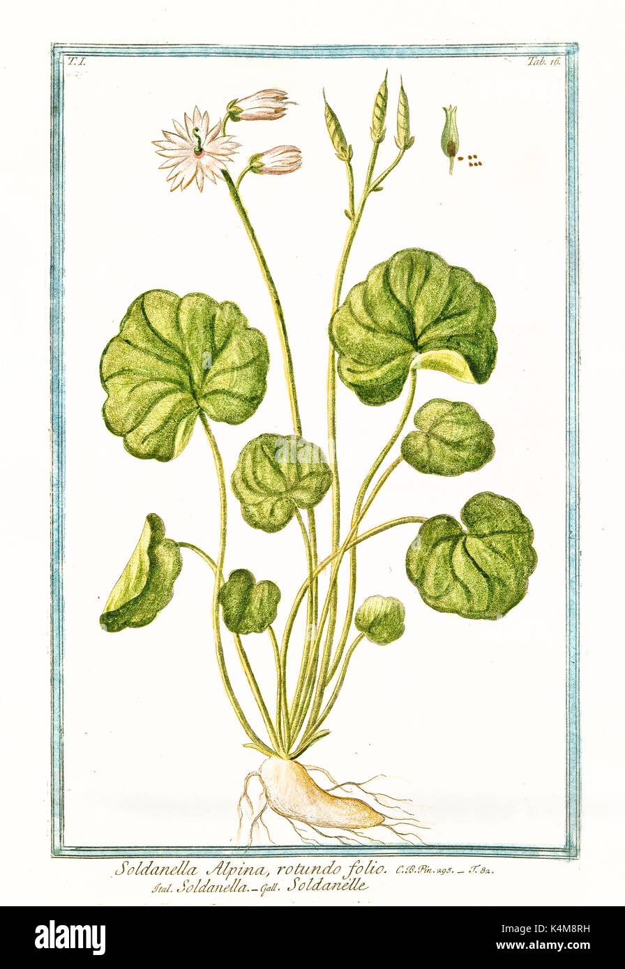 Alte Abbildung: Soldanella alpina. Durch G. Bonelli auf Hortus Romanus, Publ. N. Martelli, Rom, 1772-93 Stockfoto