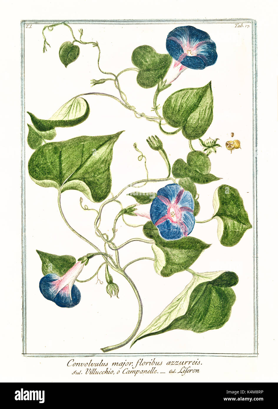 Alte Abbildung: Convolvolus Major. Durch G. Bonelli auf Hortus Romanus, Publ. N. Martelli, Rom, 1772-93 Stockfoto