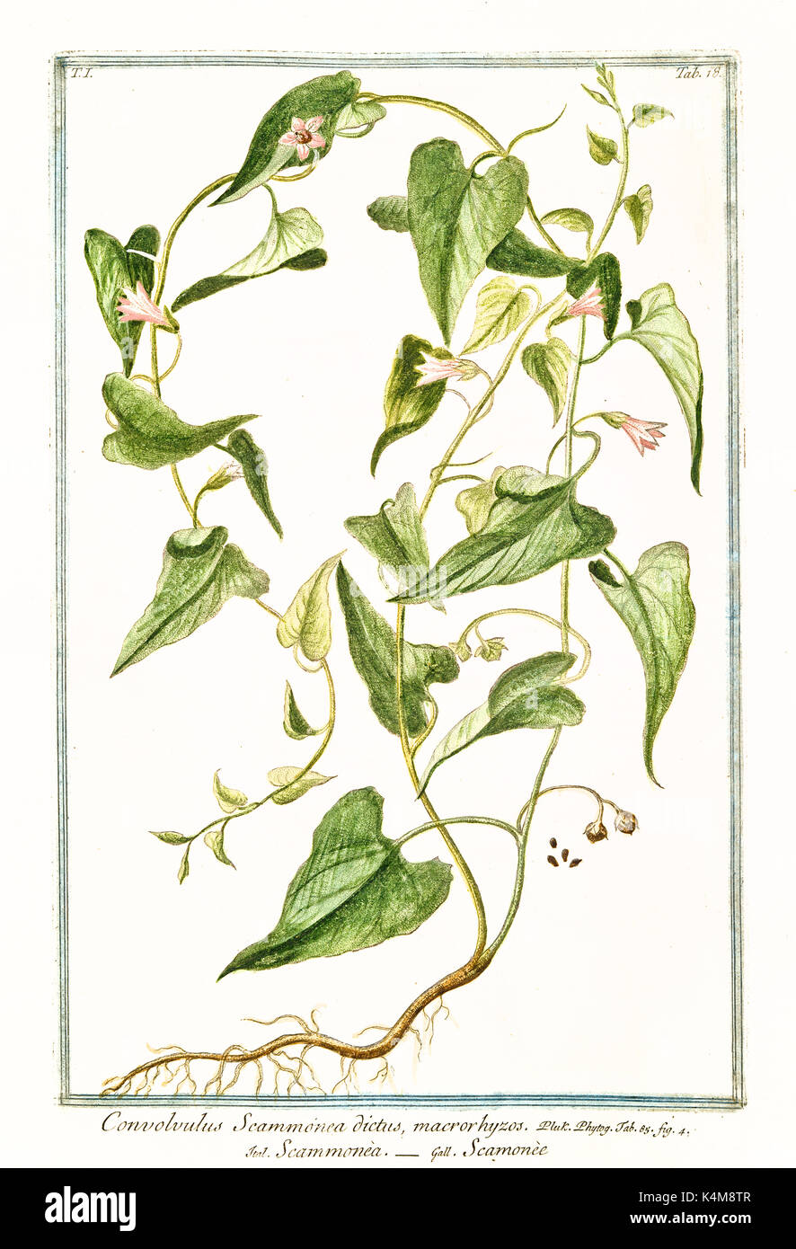 Alte Abbildung: Convolvolus scammonea. Durch G. Bonelli auf Hortus Romanus, Publ. N. Martelli, Rom, 1772-93 Stockfoto