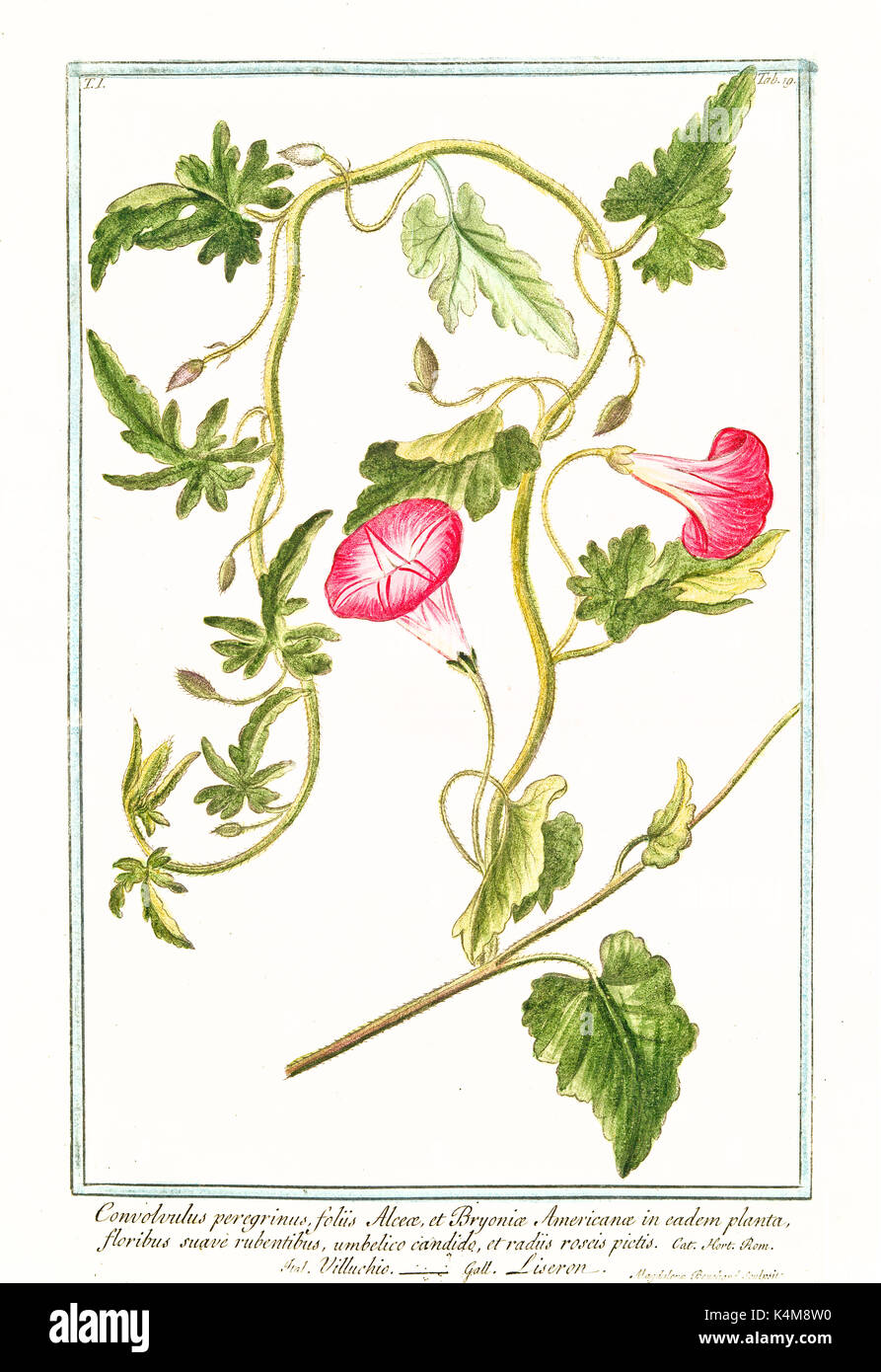 Alte Abbildung: Convolvolus Peregrinus. Durch G. Bonelli auf Hortus Romanus, Publ. N. Martelli, Rom, 1772-93 Stockfoto