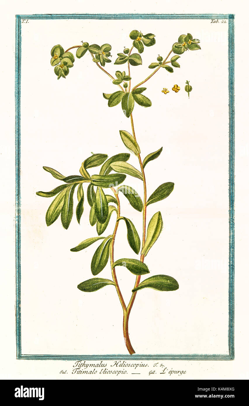 Alte Abbildung: Tithymalus helioscopius. Durch G. Bonelli auf Hortus Romanus, Publ. N. Martelli, Rom, 1772-93 Stockfoto