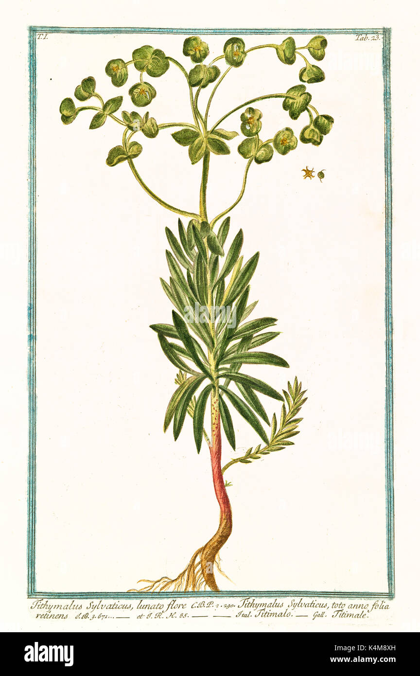 Alte Abbildung: Tithymalus sylvaticus. Durch G. Bonelli auf Hortus Romanus, Publ. N. Martelli, Rom, 1772-93 Stockfoto