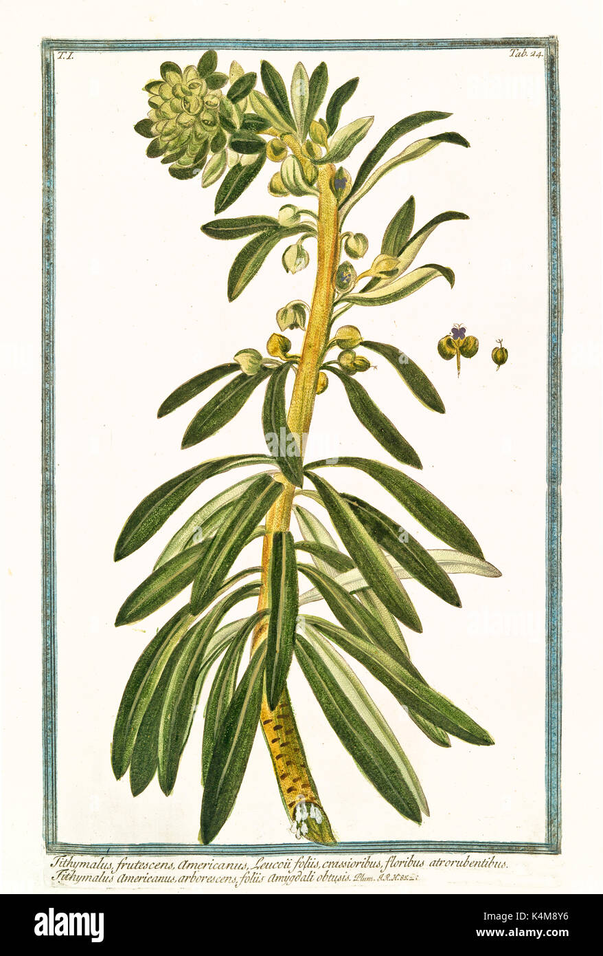 Alte Abbildung: Tithymalus frutescens. Durch G. Bonelli auf Hortus Romanus, Publ. N. Martelli, Rom, 1772-93 Stockfoto