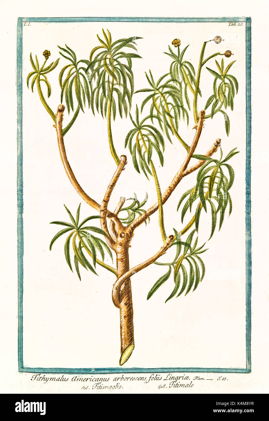 Alte Abbildung: Tithymalus americanus arborescens. Durch G. Bonelli auf Hortus Romanus, Publ. N. Martelli, Rom, 1772-93 Stockfoto