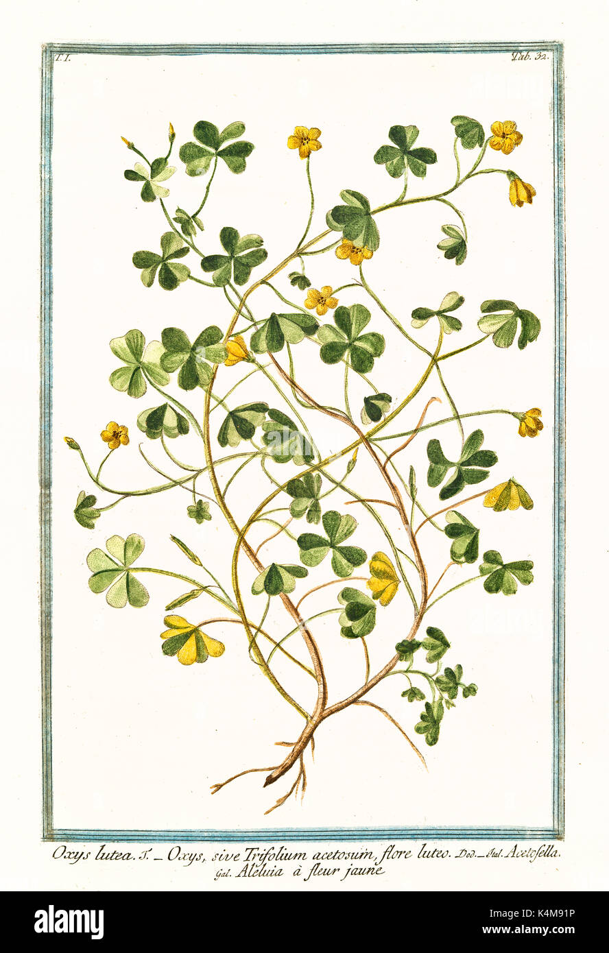 Alte Abbildung: Oxys lutea, Flore luteo (oxalys Naiandinus). Durch G. Bonelli auf Hortus Romanus, Publ. N. Martelli, Rom, 1772-93 Stockfoto