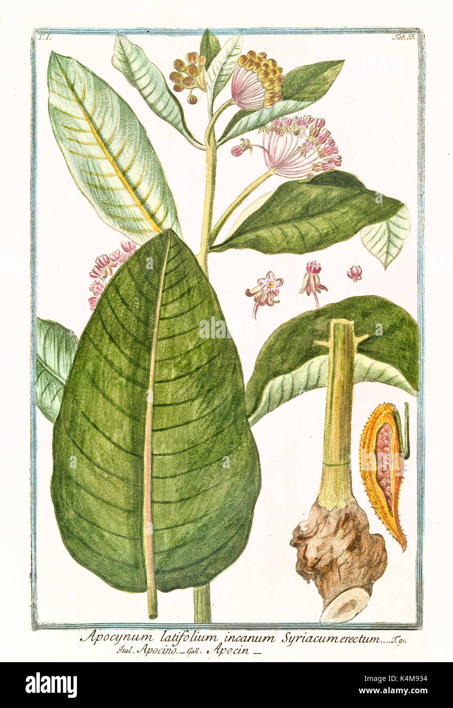 Alte Abbildung: Apocynum latifolium, (Apocynum androsaemifolium). Durch G. Bonelli auf Hortus Romanus, Publ. N. Martelli, Rom, 1772-93 Stockfoto