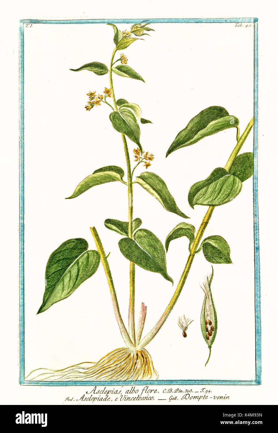 Alte Abbildung: Asclepias albo Flore, (Vincetoxicum hirundinaria). Durch G. Bonelli auf Hortus Romanus, Publ. N. Martelli, Rom, 1772-93 Stockfoto