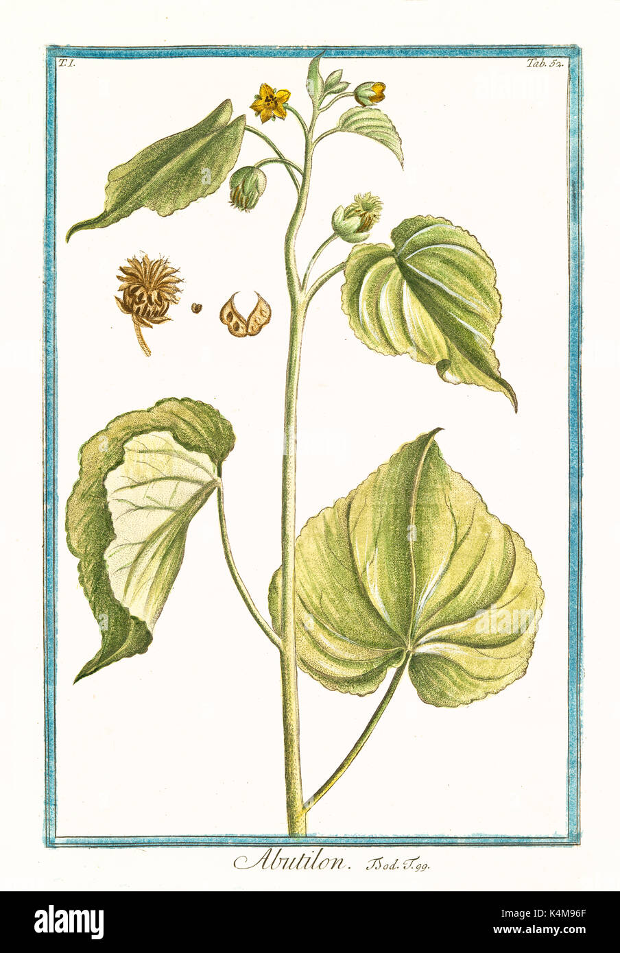 Alte Abbildung: Abutilum. Durch G. Bonelli auf Hortus Romanus, Publ. N. Martelli, Rom, 1772-93 Stockfoto