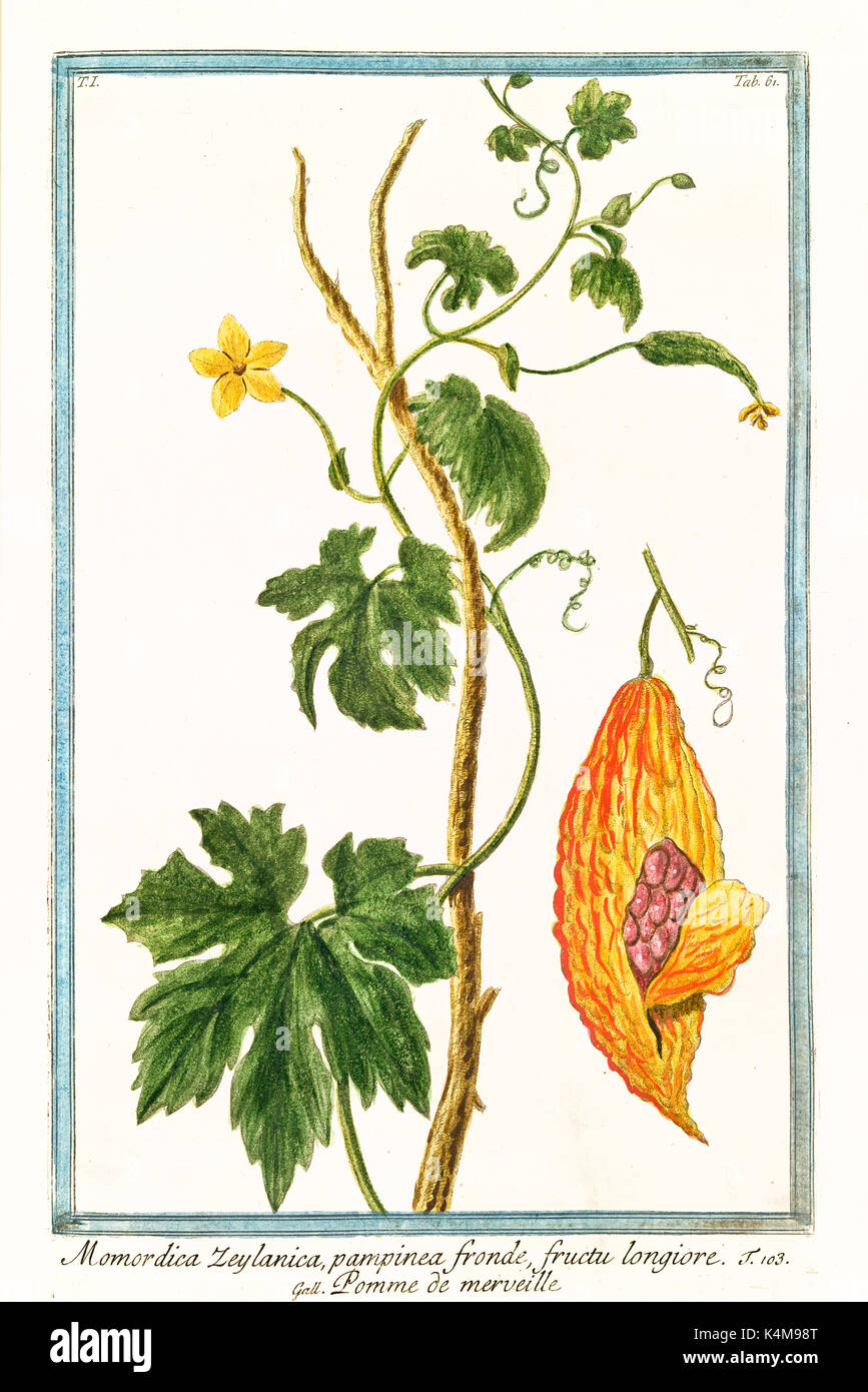 Alte Abbildung: Mormodica Zeylanica (Momordica charantia). Durch G. Bonelli auf Hortus Romanus, Publ. N. Martelli, Rom, 1772-93 Stockfoto