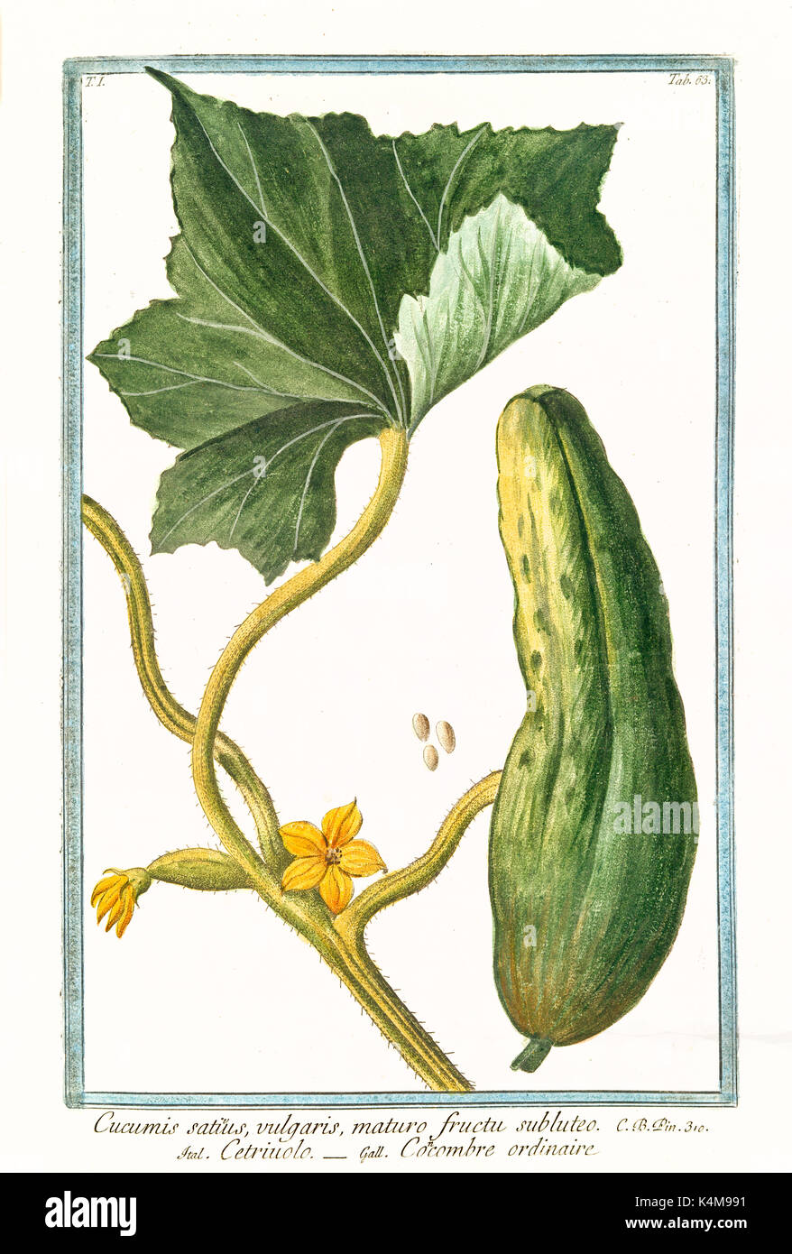 Alte Abbildung: Cucumis sativus. Durch G. Bonelli auf Hortus Romanus, Publ. N. Martelli, Rom, 1772-93 Stockfoto