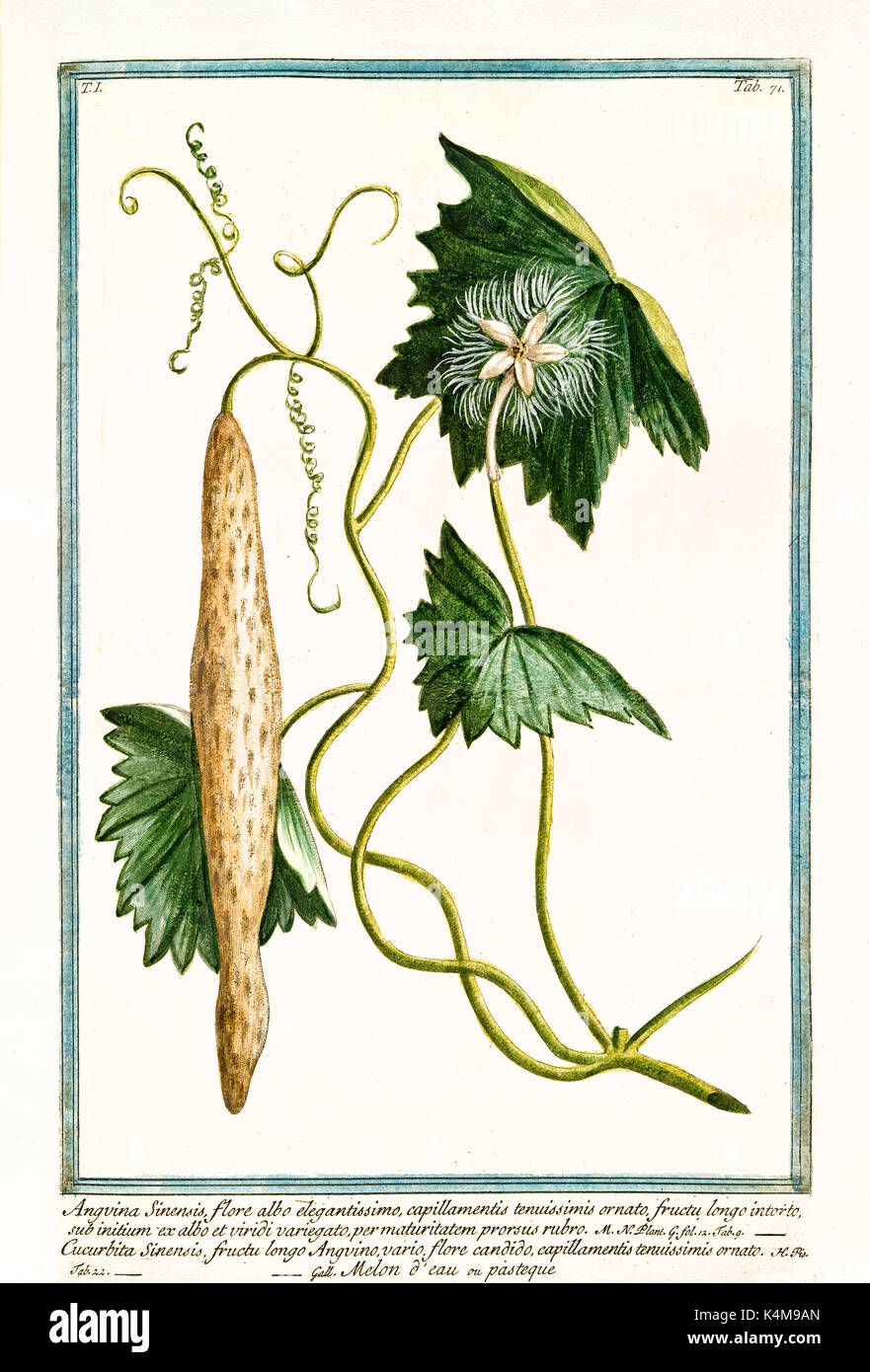 Alte Abbildung: Angvina sinensis (Trichosanthes cucumerina). Durch G. Bonelli auf Hortus Romanus, Publ. N. Martelli, Rom, 1772-93 Stockfoto