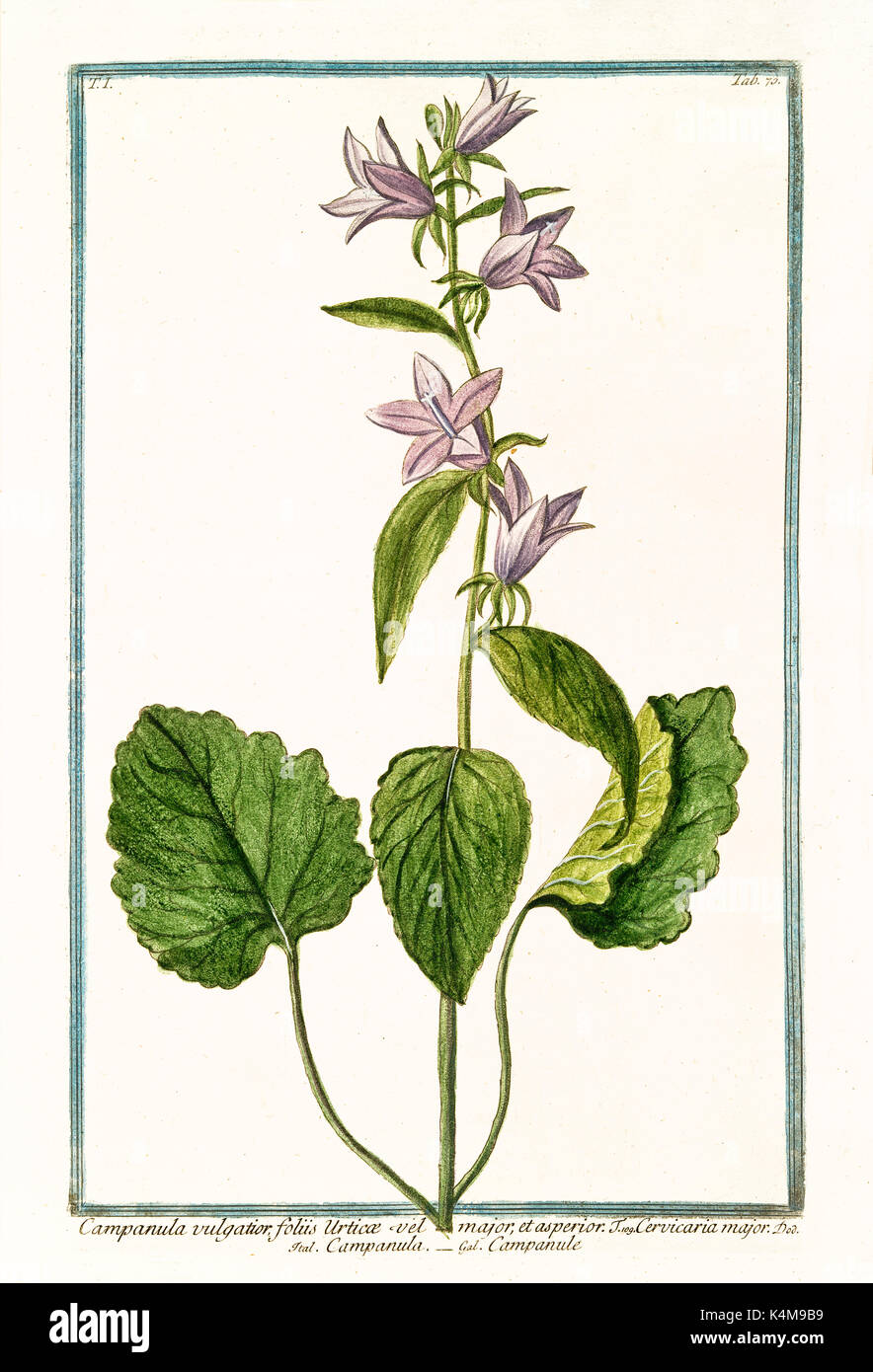Alte Abbildung: vulgatior Glockenblumen (Campanula latifolia). Durch G. Bonelli auf Hortus Romanus, Publ. N. Martelli, Rom, 1772-93 Stockfoto