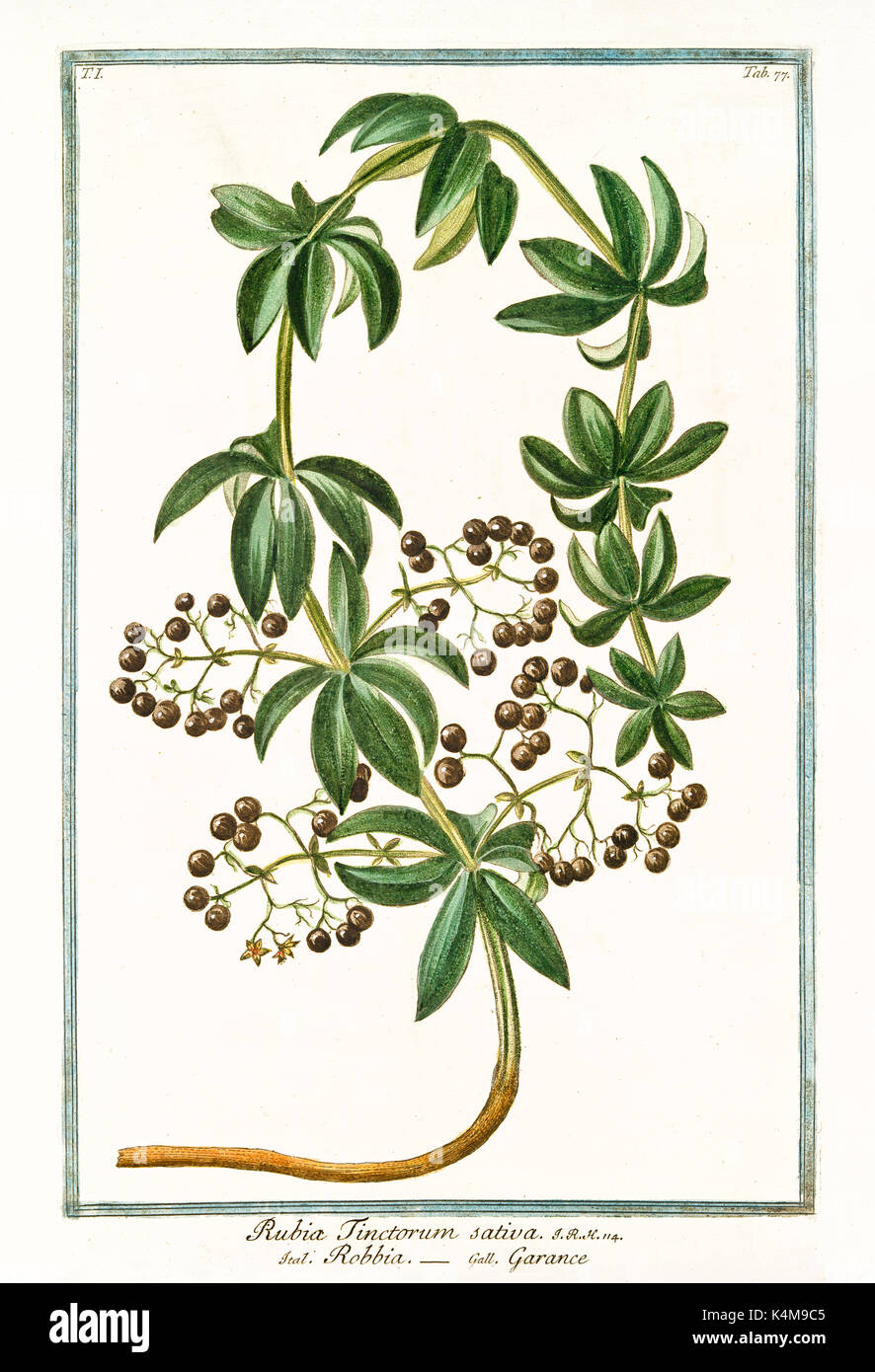 Alte Abbildung: rubia tinctorum Sativa. Durch G. Bonelli auf Hortus Romanus, Publ. N. Martelli, Rom, 1772-93 Stockfoto