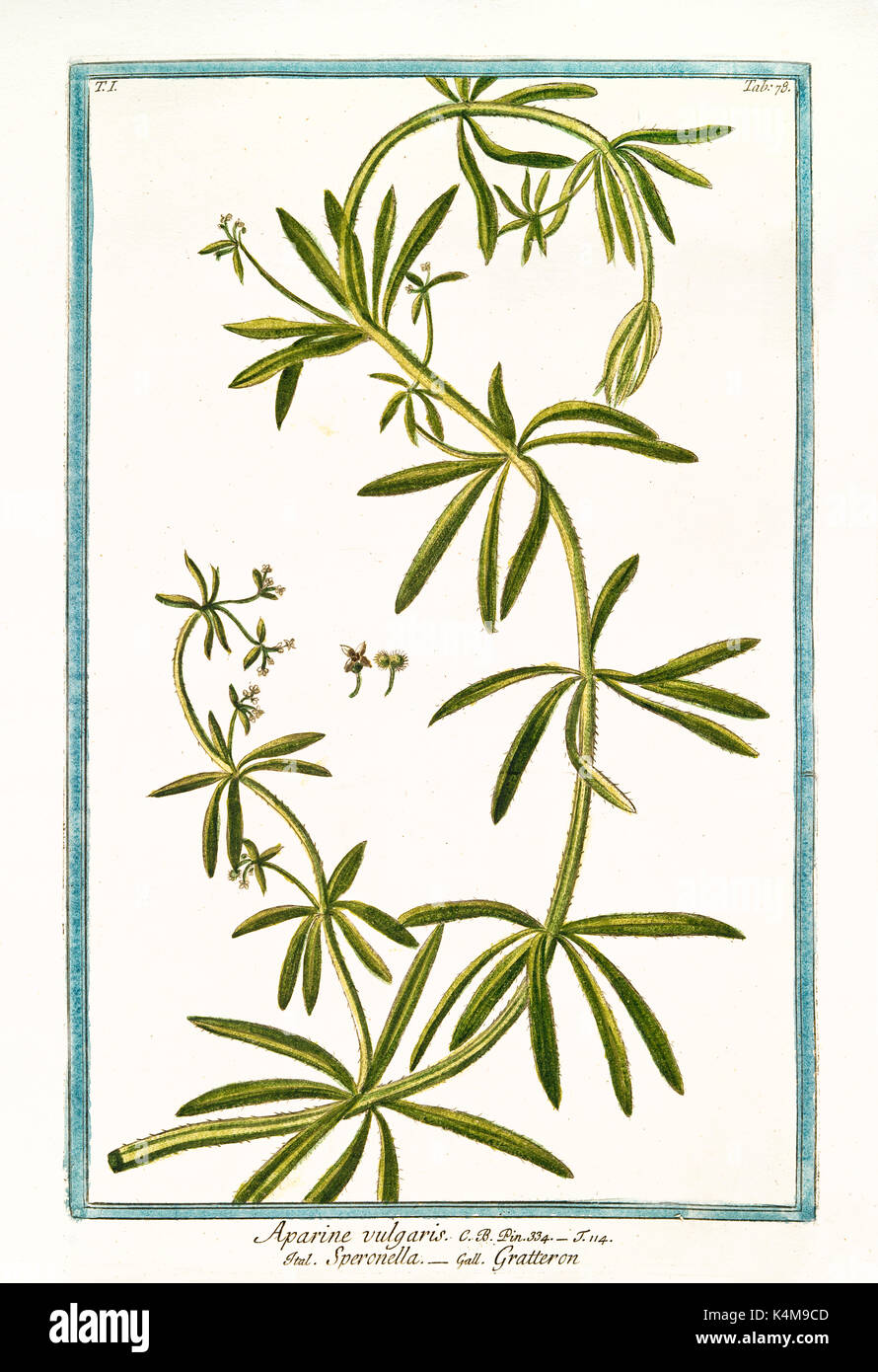 Alte Abbildung: Aparine vulgaris (Galium aparine). Durch G. Bonelli auf Hortus Romanus, Publ. N. Martelli, Rom, 1772-93 Stockfoto