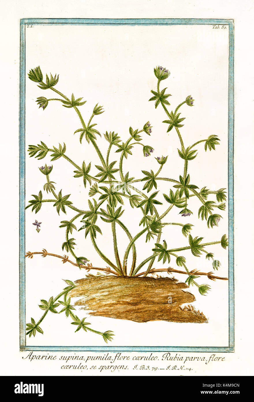 Alte Abbildung: supina Aparine (Galium aparine). Durch G. Bonelli auf Hortus Romanus, Publ. N. Martelli, Rom, 1772-93 Stockfoto