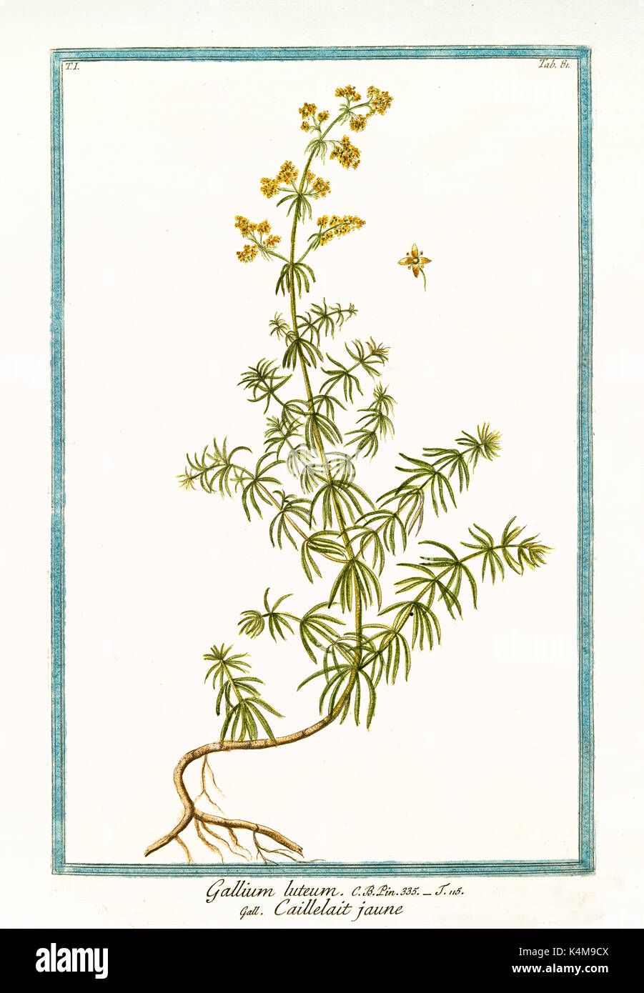 Alte Abbildung: Gallium luteum (Galium verum). Durch G. Bonelli auf Hortus Romanus, Publ. N. Martelli, Rom, 1772-93 Stockfoto