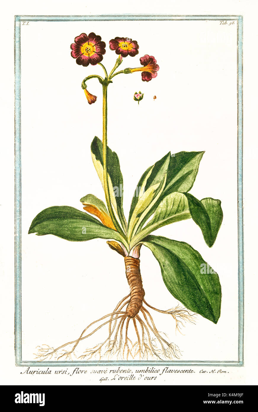 Alte Abbildung: aurikel Ursi (Primula aurikel). Durch G. Bonelli auf Hortus Romanus, Publ. N. Martelli, Rom, 1772-93 Stockfoto