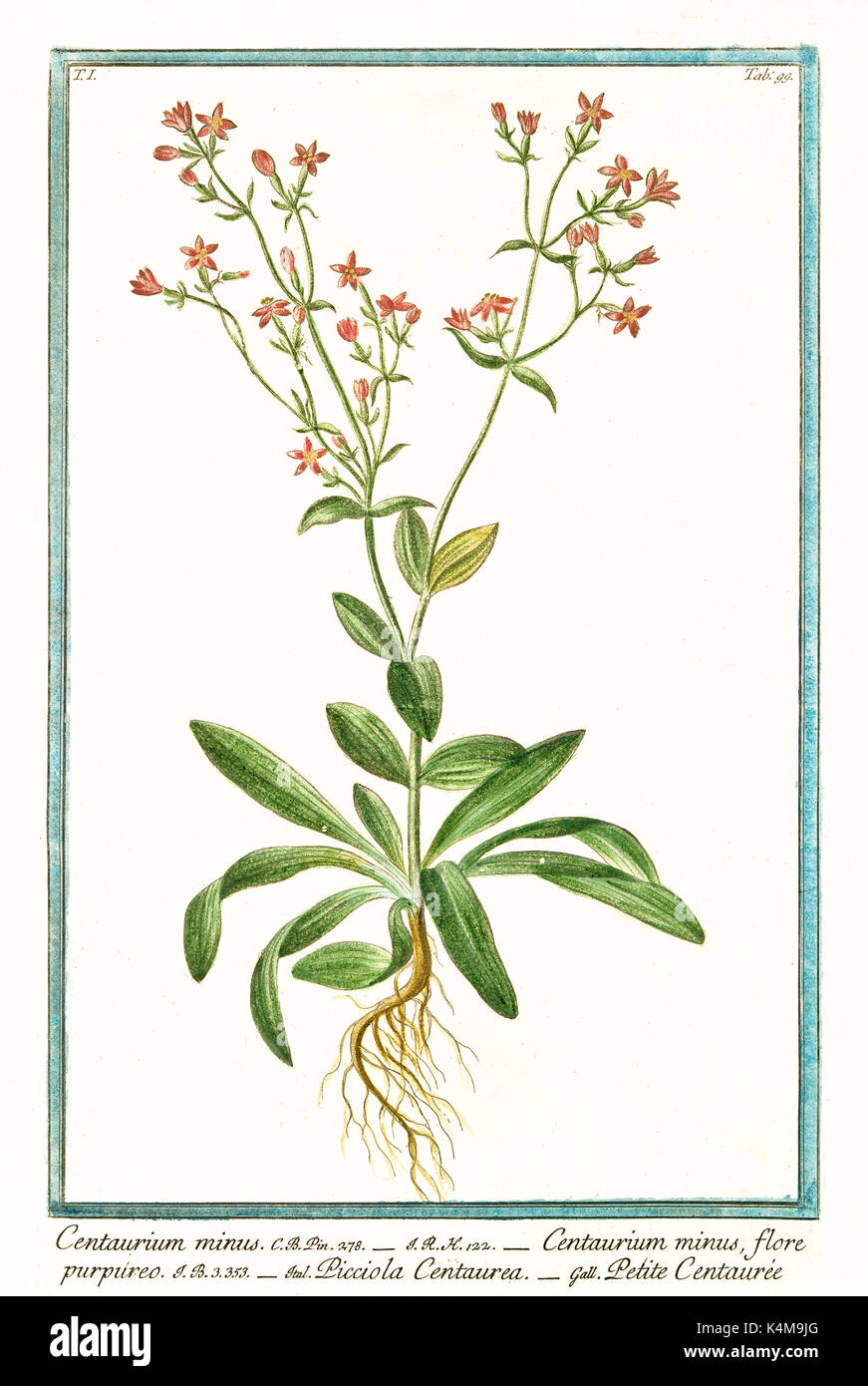 Alte Abbildung: Centarurium minus (centaurium Erythraea). Durch G. Bonelli auf Hortus Romanus, Publ. N. Martelli, Rom, 1772-93 Stockfoto
