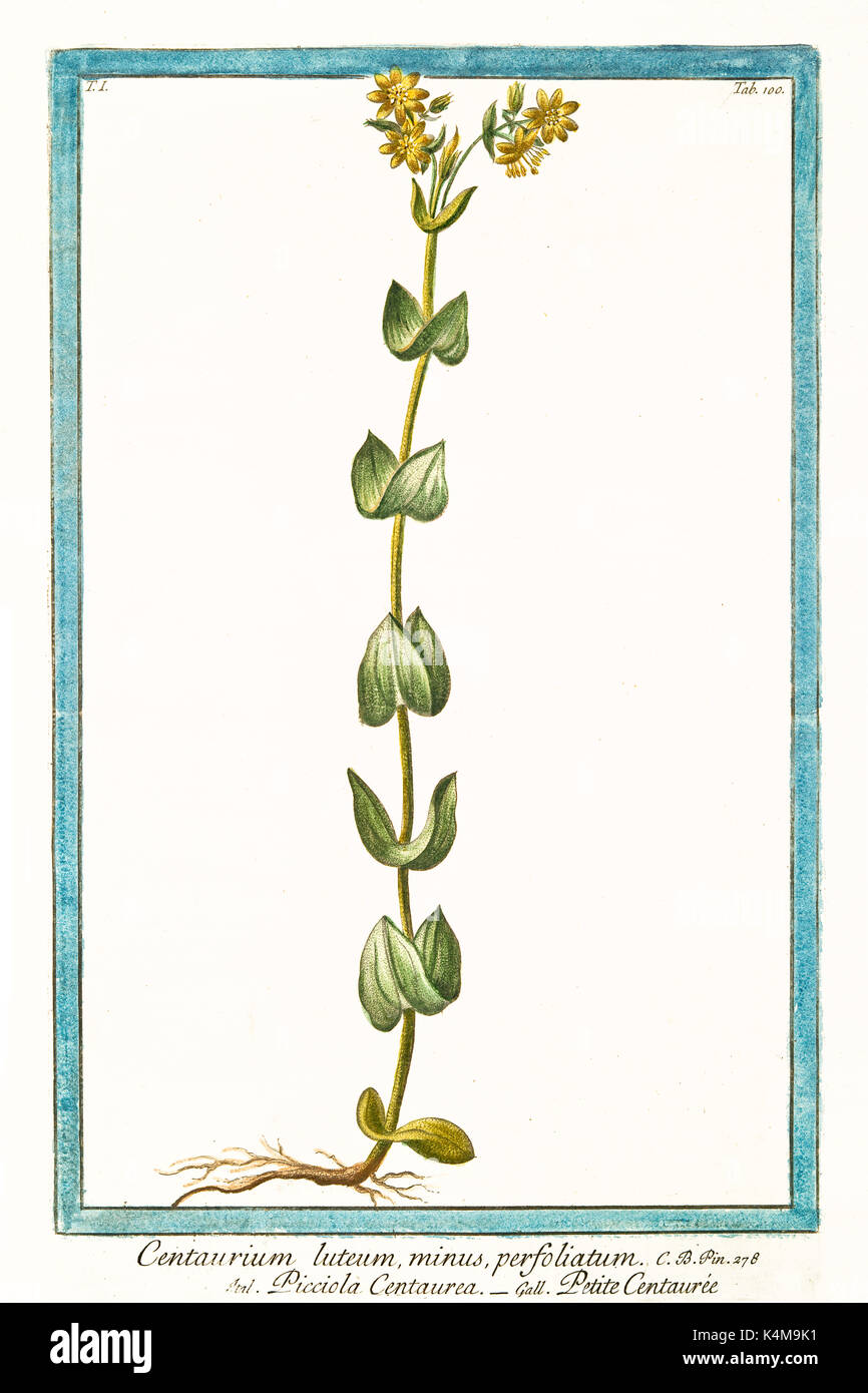 Alte Abbildung: Centaurium luteum (Centaury). Durch G. Bonelli auf Hortus Romanus, Publ. N. Martelli, Rom, 1772-93 Stockfoto