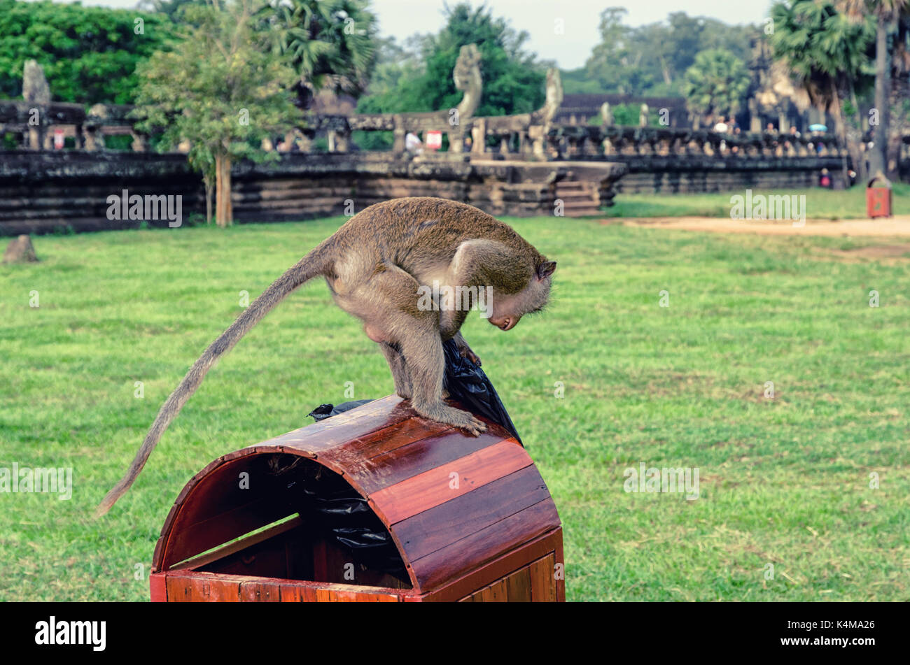 Kambodschanischen long-tail Monkey Stockfoto