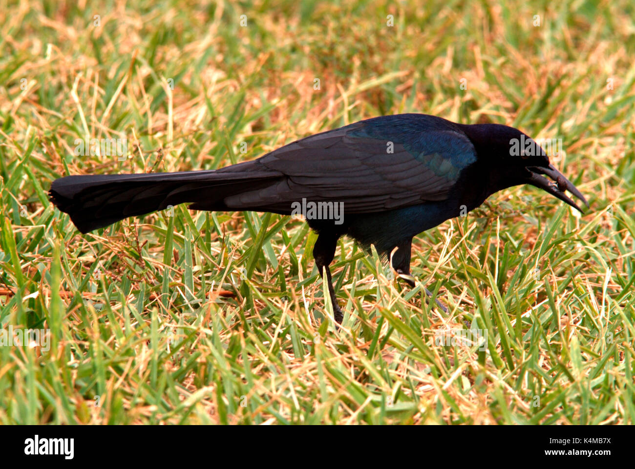 Boot Tailed Grackle, Quiscalus major, Florida Everglades, USA, männlich Stockfoto