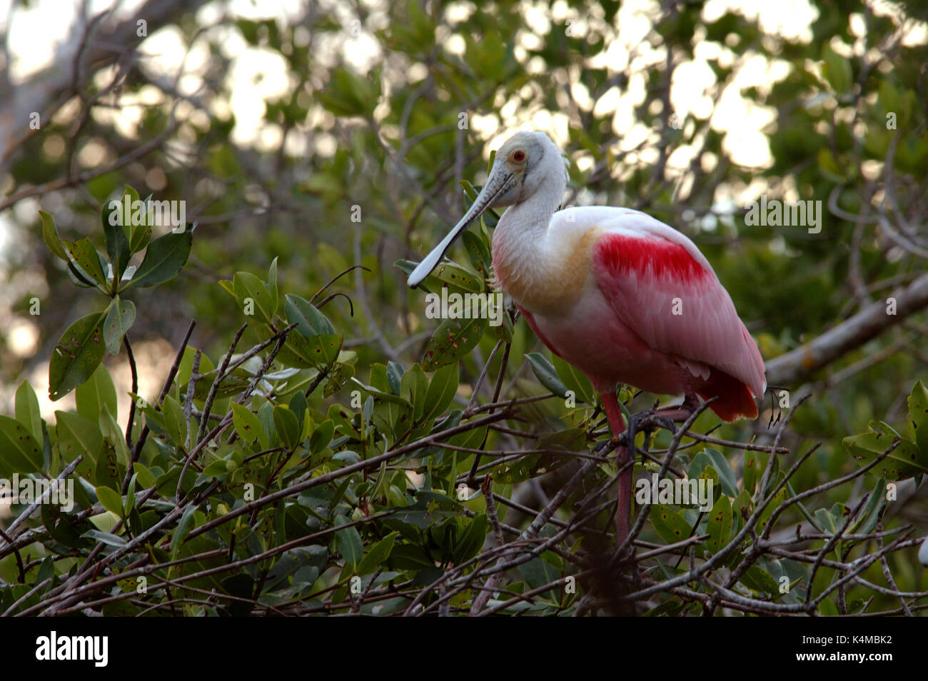Rosalöffler Ajaia ajaja, am Nest, Florida Everglades, Rosa. Stockfoto