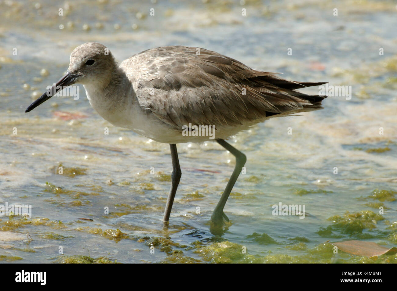 Willett, Catoptrophorus semipalmatus, Angeln am Wasser, Florida Everglades. Stockfoto