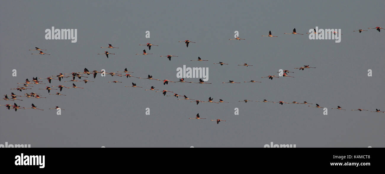 Mehr Flamingo, Phoenicopterus ruber, Flug, Fliegen, Camargue, Südfrankreich, wetland Bird, Lagune Filter des Schrägförderers, Arles, Marseille Provence, O Stockfoto