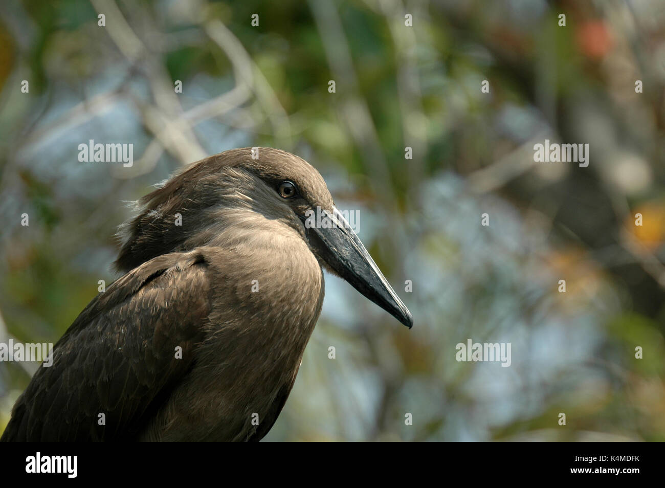 Hamerkop Porträt Stockfoto