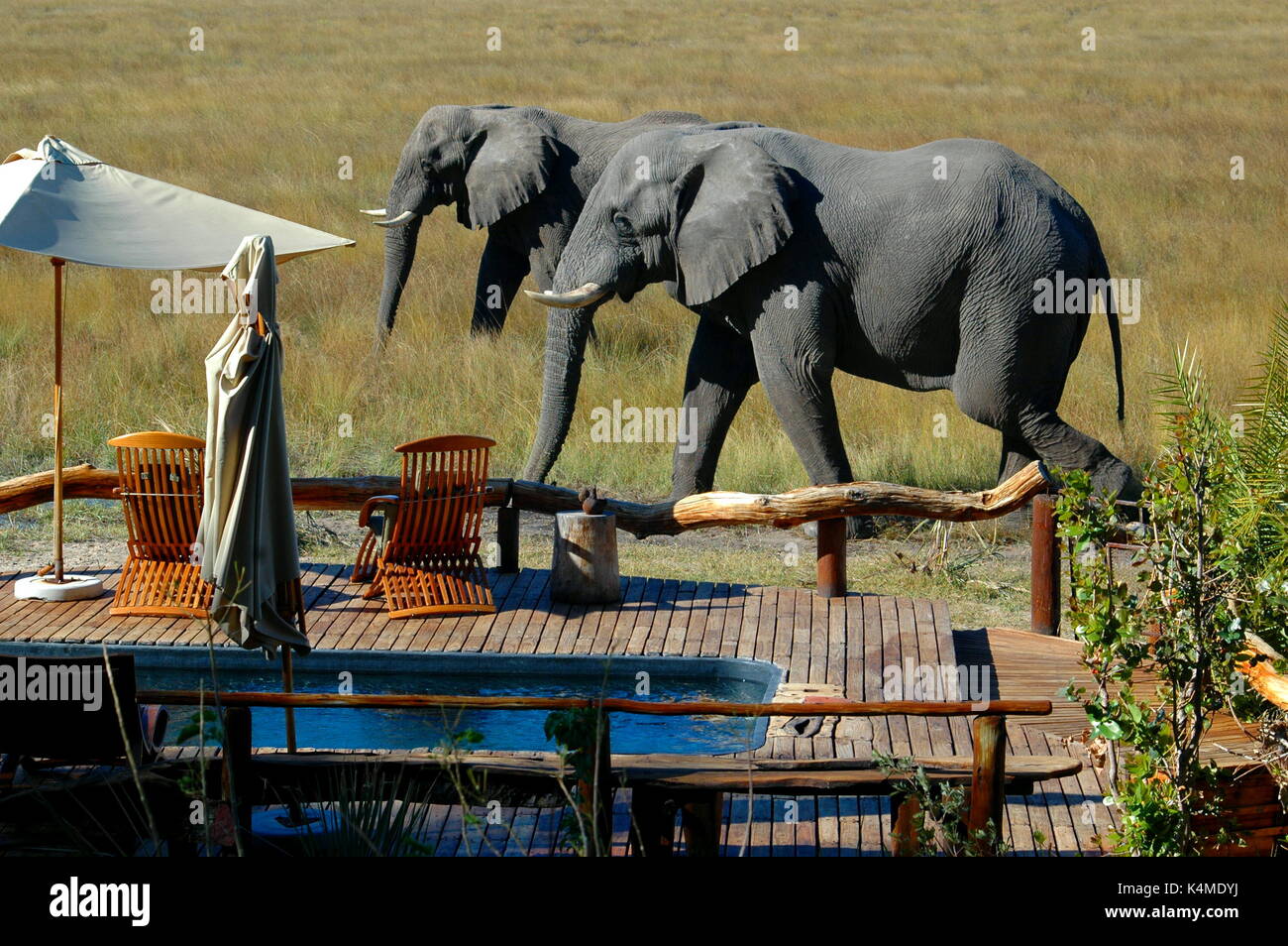 Elefanten durch den Pool. Bei Kwetsani Camp im Okavango Delta, Botswana genommen Stockfoto