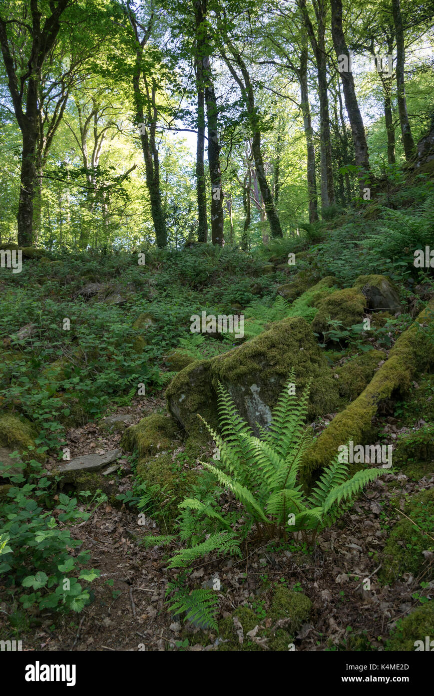 Weg durch den schönen grünen Wälder an Coed Aber Artro nahe Pierrevert, Gwynedd, Wales. Stockfoto