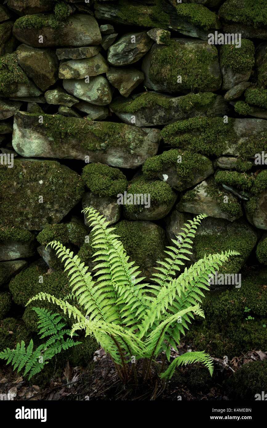 Frische neue Farn wächst neben einem alten moosigen Mauer aus Stein in Snowdonia, Wales. Stockfoto