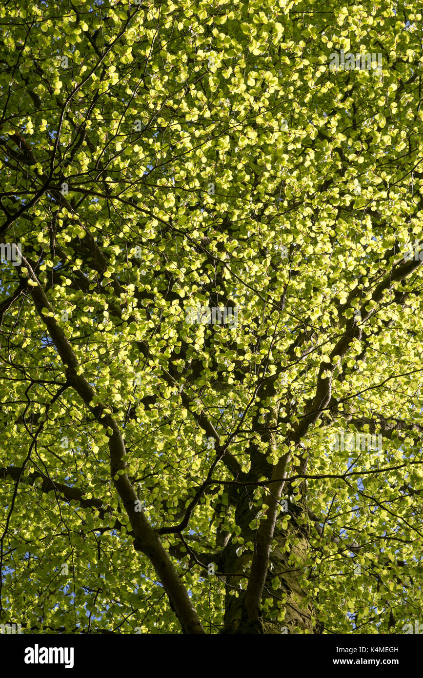 Leuchtende grüne Laub auf Buche in der Frühlingssonne. Ein schönes Waldgebiet in der Nähe von pierrevert im Norden von Wales. Stockfoto