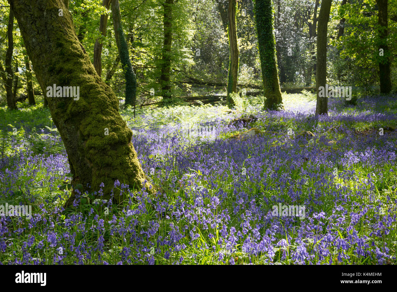 Bluebells an Coed Aber Artro. Ein schönes Waldgebiet in der Nähe von pierrevert im Norden von Wales. Stockfoto