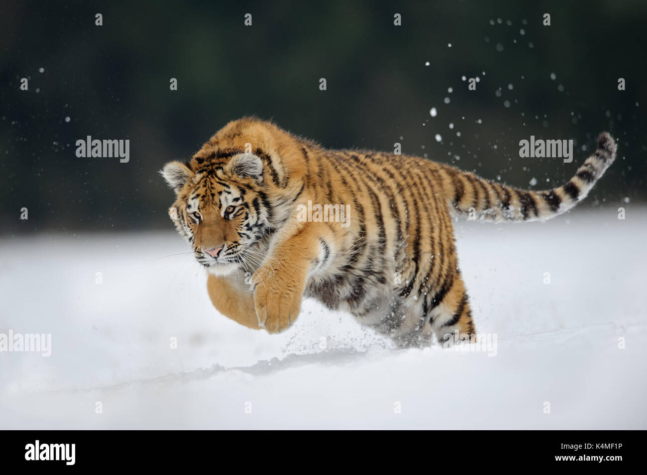 Tiger springen auf Schnee Stockfoto