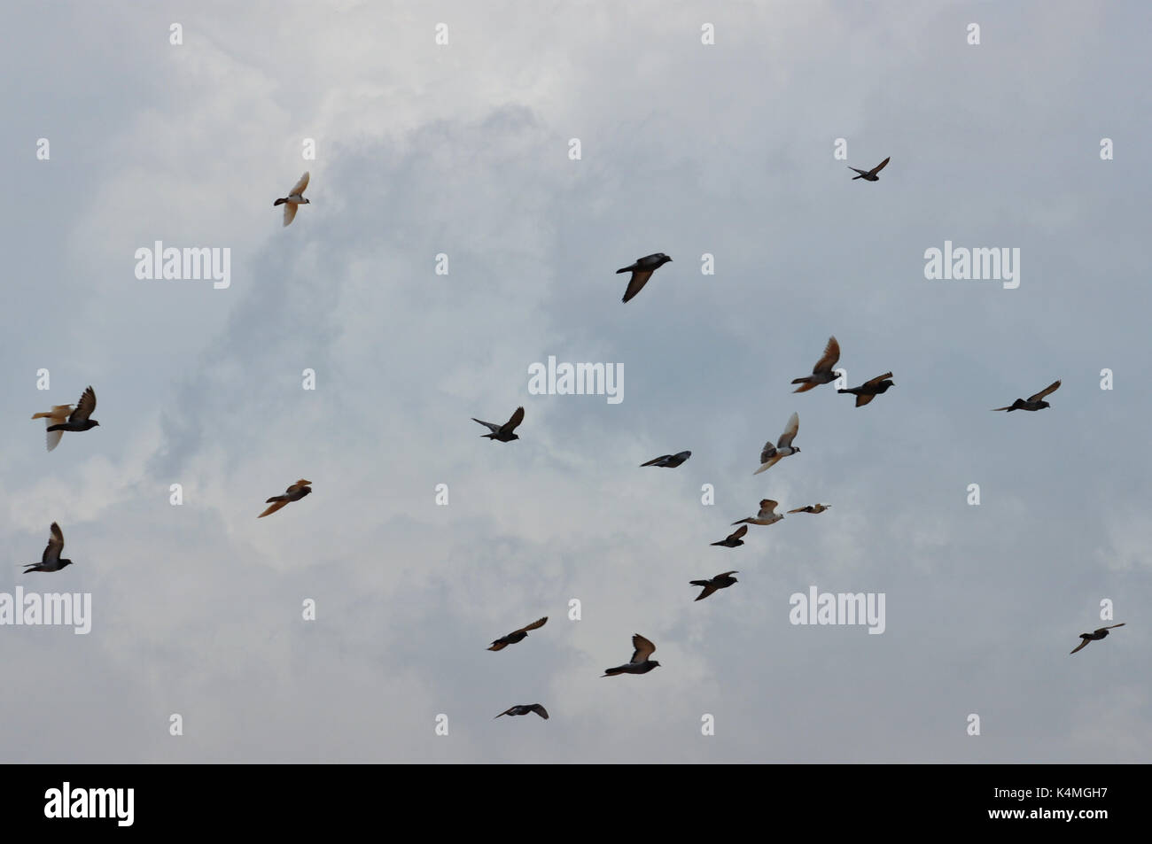 Vögel fliegen unter bewölktem Himmel. Zusammenfassung Hintergrund. Stockfoto