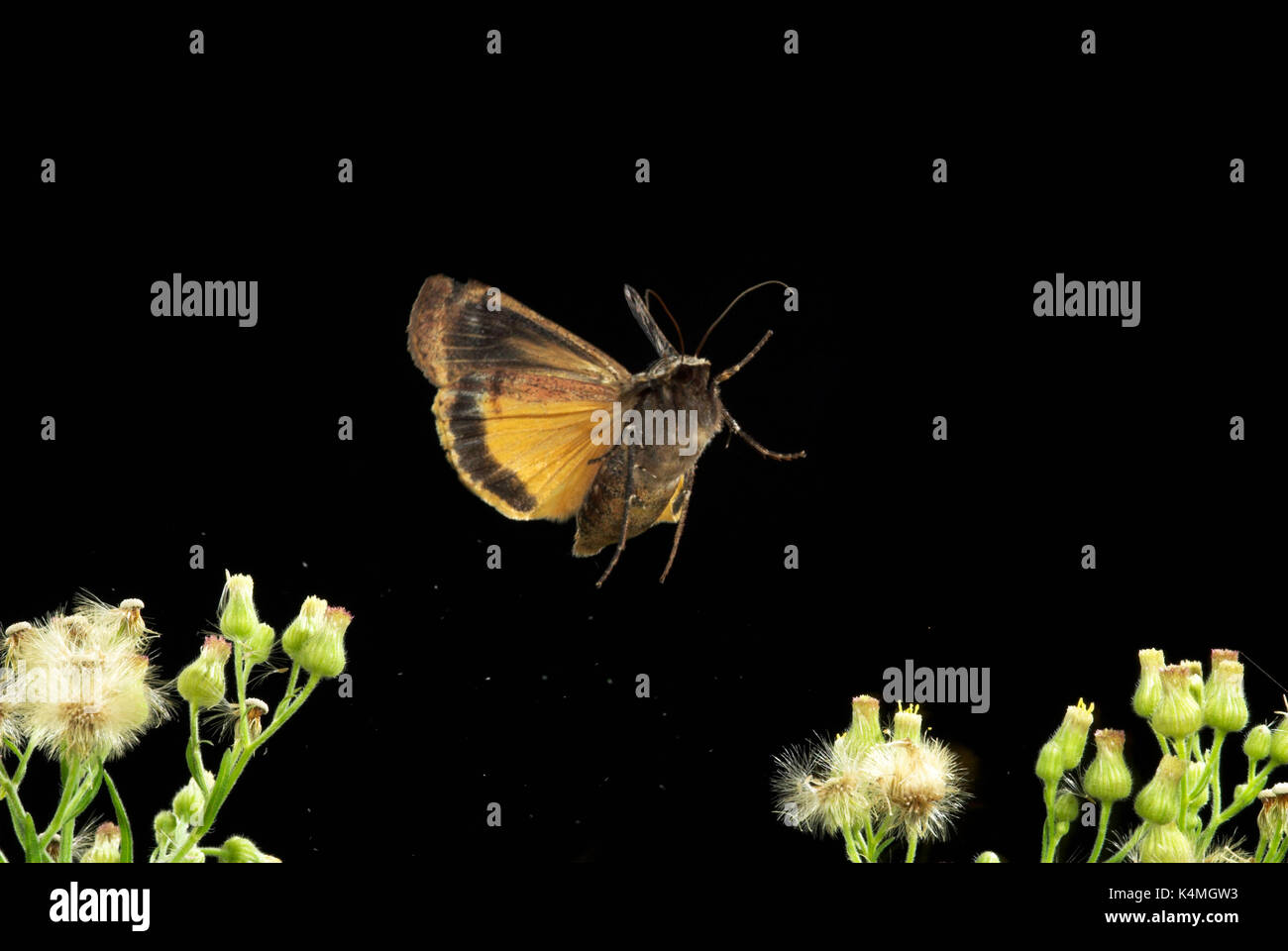 Große gelbe Underwing Moth, Noctua pronuba, im Flug, high speed fotografische Technik, frei fliegende Stockfoto