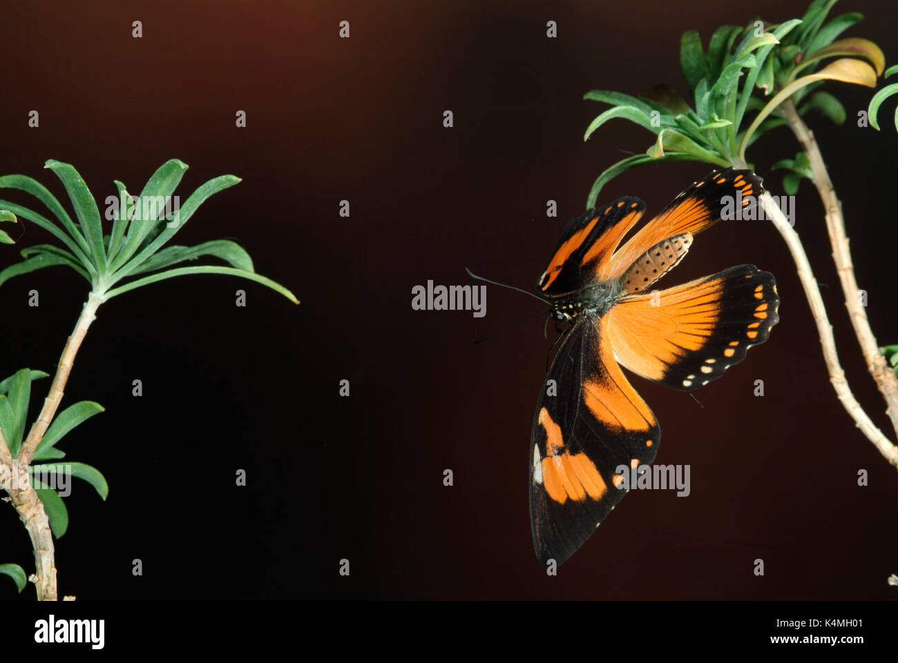 Spötter Schwalbenschwanz Schmetterling, Papilio dardanus, Flug, Fliegen, high speed fotografische Technik, weiblich, mimetische Form der ungenießbar danaidae aber Stockfoto